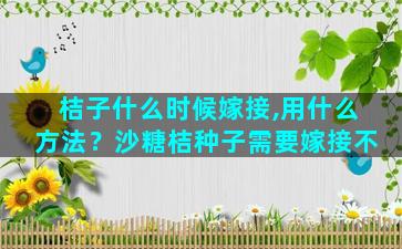 桔子什么时候嫁接,用什么方法？沙糖桔种子需要嫁接不