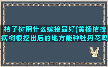 桔子树用什么嫁接最好(黄杨桔技病树根挖出后的地方能种牡丹花吗)