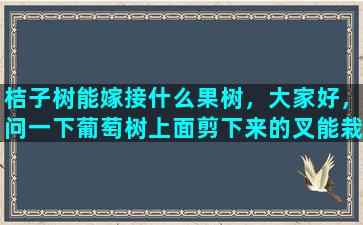 桔子树能嫁接什么果树，大家好，问一下葡萄树上面剪下来的叉能栽活吗栽活了能接葡萄吗