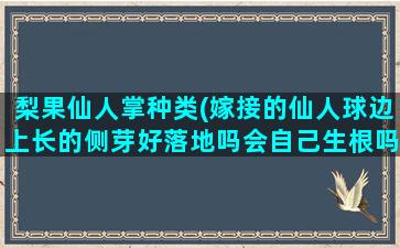 梨果仙人掌种类(嫁接的仙人球边上长的侧芽好落地吗会自己生根吗)