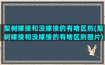 梨树嫁接和没嫁接的有啥区别(梨树嫁接和没嫁接的有啥区别图片)