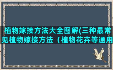 植物嫁接方法大全图解(三种最常见植物嫁接方法（植物花卉等通用）芽接)