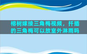 榕树嫁接三角梅视频，扦插的三角梅可以放室外淋雨吗