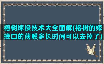 榕树嫁接技术大全图解(榕树的嫁接口的薄膜多长时间可以去掉了)