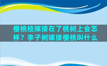 樱桃枝嫁接在了桃树上会怎样？李子树嫁接樱桃叫什么