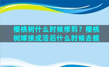 樱桃树什么时候修剪？樱桃树嫁接成活后什么时候去膜