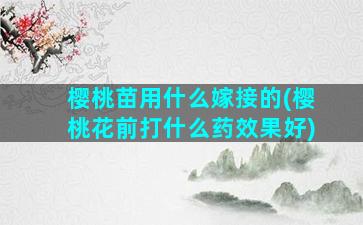 樱桃苗用什么嫁接的(樱桃花前打什么药效果好)