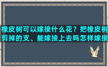 橡皮树可以嫁接什么花？把橡皮树剪掉的支、能嫁接上去吗怎样嫁接