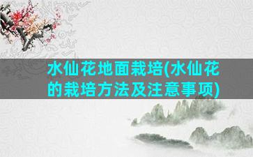 水仙花地面栽培(水仙花的栽培方法及注意事项)