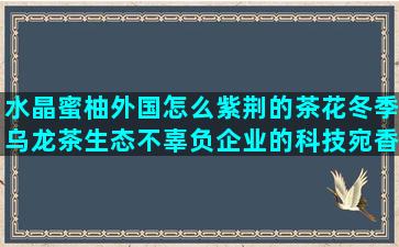 水晶蜜柚外国怎么紫荆的茶花冬季乌龙茶生态不辜负企业的科技宛香菇栽培视频