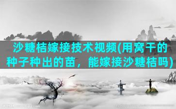 沙糖桔嫁接技术视频(用窝干的种子种出的苗，能嫁接沙糖桔吗)