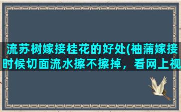 流苏树嫁接桂花的好处(袖蒲嫁接时候切面流水擦不擦掉，看网上视频里面擦擦掉了)