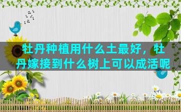 牡丹种植用什么土最好，牡丹嫁接到什么树上可以成活呢