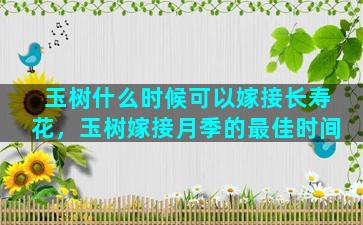 玉树什么时候可以嫁接长寿花，玉树嫁接月季的最佳时间