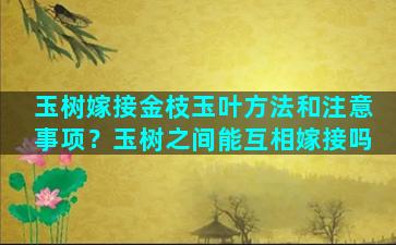 玉树嫁接金枝玉叶方法和注意事项？玉树之间能互相嫁接吗