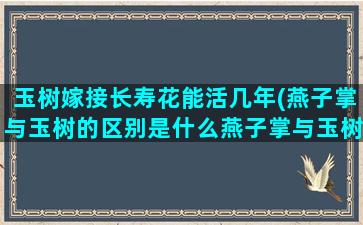 玉树嫁接长寿花能活几年(燕子掌与玉树的区别是什么燕子掌与玉树的区)