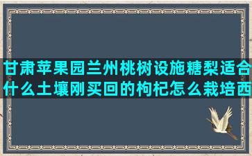 甘肃苹果园兰州桃树设施糖梨适合什么土壤刚买回的枸杞怎么栽培西瓜要施什么肥料(兰州苹果园小区)