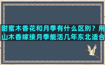 甜蜜木香花和月季有什么区别？用山木香嫁接月季能活几年东北适合养山木香嫁接月季吗