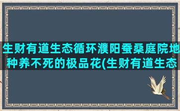 生财有道生态循环濮阳蚕桑庭院地种养不死的极品花(生财有道生态循环女子种养殖视频大全)