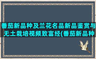 番茄新品种及兰花名品新品鉴赏与无土栽培视频致富经(番茄新品种)