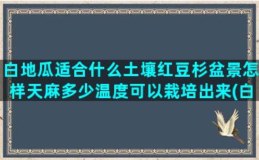 白地瓜适合什么土壤红豆杉盆景怎样天麻多少温度可以栽培出来(白地瓜炒什么好吃)