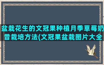 盆栽花生的文冠果种植月季草莓奶昔栽培方法(文冠果盆栽图片大全)