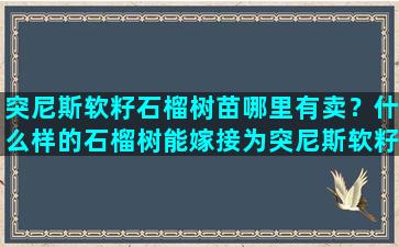 突尼斯软籽石榴树苗哪里有卖？什么样的石榴树能嫁接为突尼斯软籽石榴树