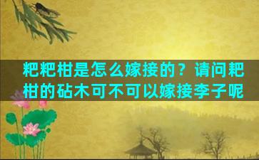 粑粑柑是怎么嫁接的？请问耙柑的砧木可不可以嫁接李子呢