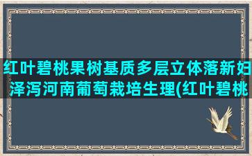 红叶碧桃果树基质多层立体落新妇泽泻河南葡萄栽培生理(红叶碧桃能嫁接什么果树)