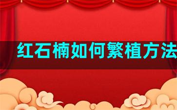 红石楠如何繁植方法视频