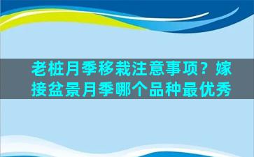 老桩月季移栽注意事项？嫁接盆景月季哪个品种最优秀