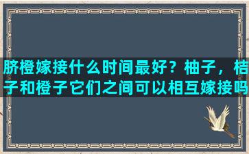 脐橙嫁接什么时间最好？柚子，桔子和橙子它们之间可以相互嫁接吗