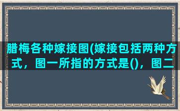 腊梅各种嫁接图(嫁接包括两种方式，图一所指的方式是()，图二所指的方式是())