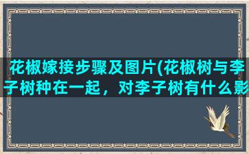 花椒嫁接步骤及图片(花椒树与李子树种在一起，对李子树有什么影响)