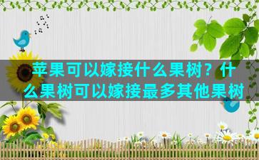 苹果可以嫁接什么果树？什么果树可以嫁接最多其他果树