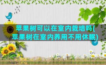 苹果树可以在室内栽培吗(苹果树在室内养用不用休眠)