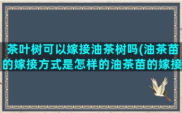 茶叶树可以嫁接油茶树吗(油茶苗的嫁接方式是怎样的油茶苗的嫁接方式)