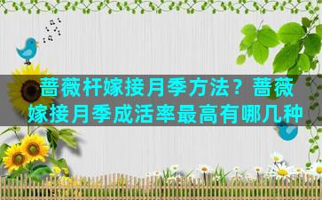 蔷薇杆嫁接月季方法？蔷薇嫁接月季成活率最高有哪几种