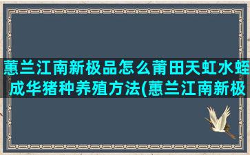 蕙兰江南新极品怎么莆田天虹水蛭成华猪种养殖方法(蕙兰江南新极品的优缺点)