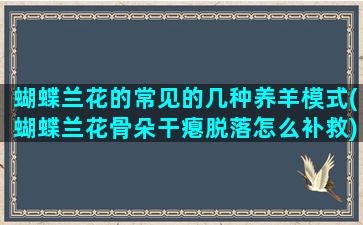 蝴蝶兰花的常见的几种养羊模式(蝴蝶兰花骨朵干瘪脱落怎么补救)