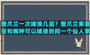 蟹爪兰一次嫁接几层？蟹爪兰索菲亚和哪种可以嫁接到同一个仙人掌上