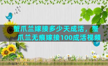 蟹爪兰嫁接多少天成活，蟹爪兰无痕嫁接100成活视频