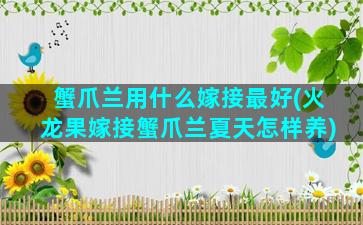 蟹爪兰用什么嫁接最好(火龙果嫁接蟹爪兰夏天怎样养)