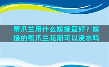 蟹爪兰用什么嫁接最好？嫁接的蟹爪兰花期可以浇水吗