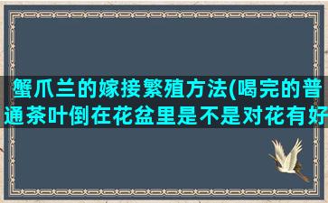 蟹爪兰的嫁接繁殖方法(喝完的普通茶叶倒在花盆里是不是对花有好处啊)