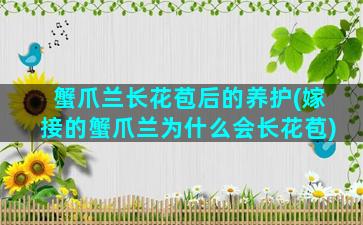 蟹爪兰长花苞后的养护(嫁接的蟹爪兰为什么会长花苞)