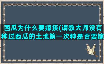 西瓜为什么要嫁接(请教大师没有种过西瓜的土地第一次种是否要嫁接)