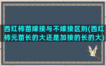 西红柿苗嫁接与不嫁接区别(西红柿元苗长的大还是加接的长的大)