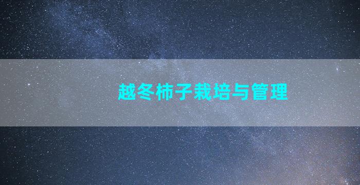 越冬柿子栽培与管理