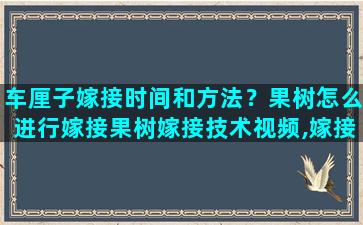 车厘子嫁接时间和方法？果树怎么进行嫁接果树嫁接技术视频,嫁接方法图解